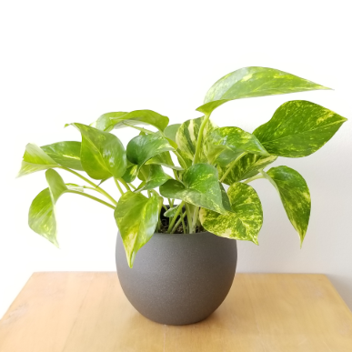 Fortune & Prosperity Money Plant in pot