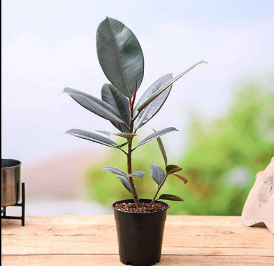 Royal Emerald Rubber Plant in Decorative Pot