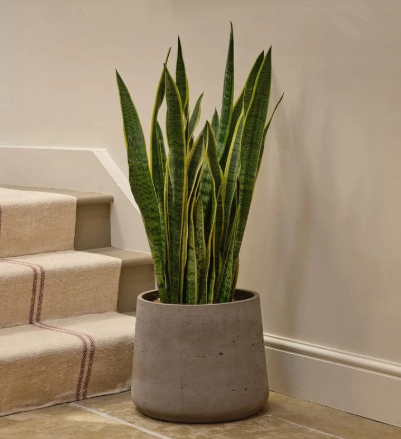 Prosperity & Clean Air Snake Plant in Pot