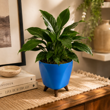 Pure Harmony Peace Lily Plant