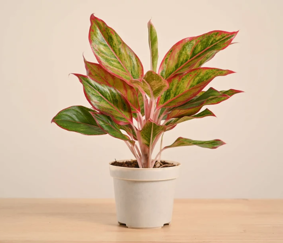 Aglaonema Red (Chinese Evergreen) — Classic, simple, and recognizable.