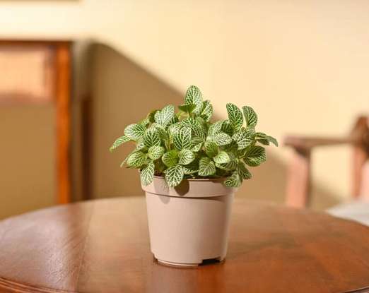 Mini Fittonia Green (Nerve Plant) — Great for highlighting desk-friendly size.
